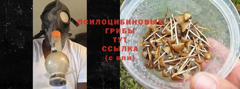 Галлюциногенные грибы Cubensis  Невинномысск 